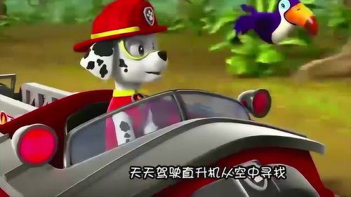 汪汪驾考新挑战 卡罗斯的小鹦鹉要生宝宝了！