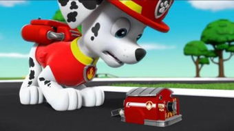 狗狗驾校奇遇记 当汪汪也想学开车